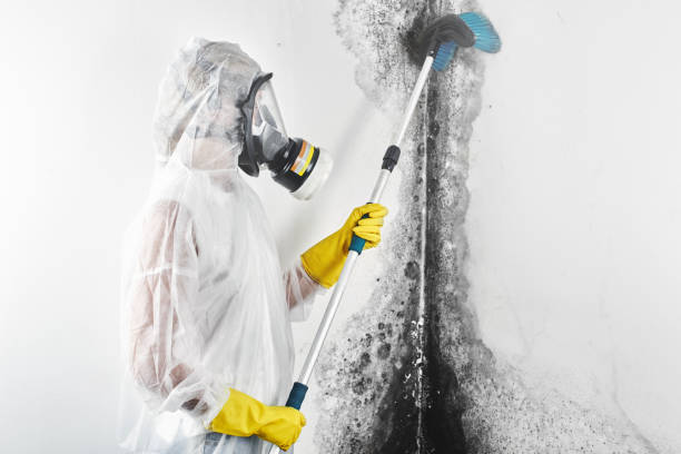 Best Mold removal after water damage  in USA